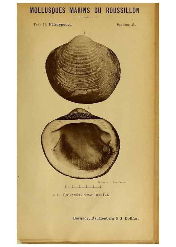 Reproducción/Reproduction 49807271827: Les mollusques marins du Roussillon. Paris :J.-B. Baillière,[1882]-[1898]. 