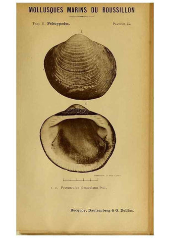 Reproducción/Reproduction 49807271827: Les mollusques marins du Roussillon. Paris :J.-B. Baillière,[1882]-[1898]. 
