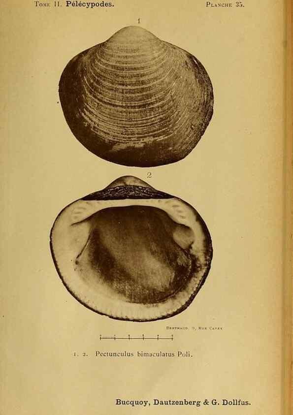Reproducción/Reproduction 49807271827: Les mollusques marins du Roussillon. Paris :J.-B. Baillière,[1882]-[1898]. 