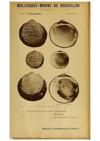 Reproducción/Reproduction 49807271552: Les mollusques marins du Roussillon. Paris :J.-B. Baillière,[1882]-[1898]. 