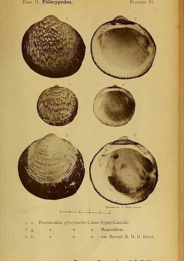Reproducción/Reproduction 49807271552: Les mollusques marins du Roussillon. Paris :J.-B. Baillière,[1882]-[1898]. 