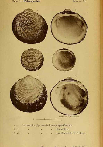 Reproducción/Reproduction 49807271552: Les mollusques marins du Roussillon. Paris :J.-B. Baillière,[1882]-[1898]. 