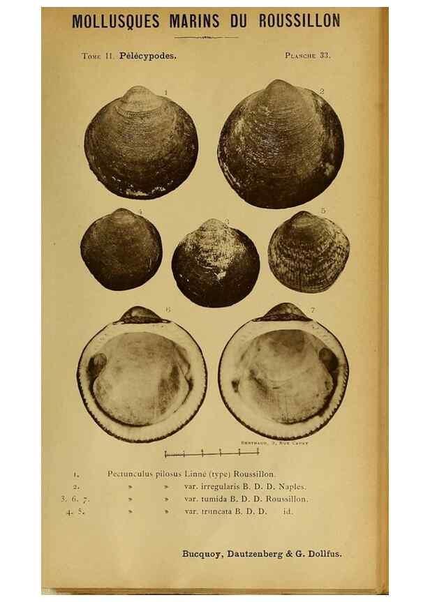 Reproducción/Reproduction 49807271262: Les mollusques marins du Roussillon. Paris :J.-B. Baillière,[1882]-[1898]. 