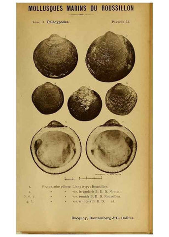 Reproducción/Reproduction 49807271262: Les mollusques marins du Roussillon. Paris :J.-B. Baillière,[1882]-[1898]. 