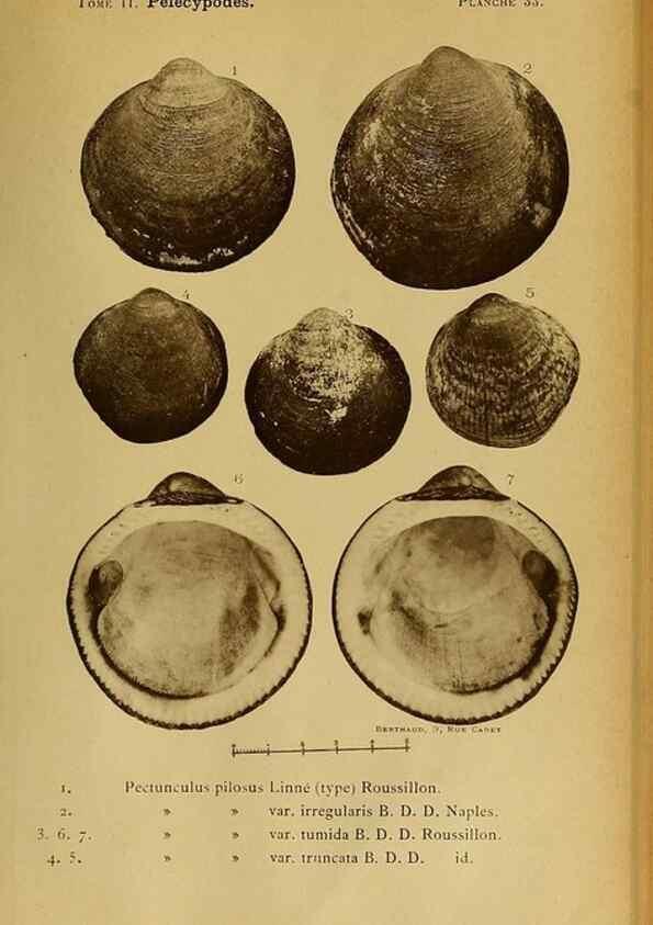 Reproducción/Reproduction 49807271262: Les mollusques marins du Roussillon. Paris :J.-B. Baillière,[1882]-[1898]. 