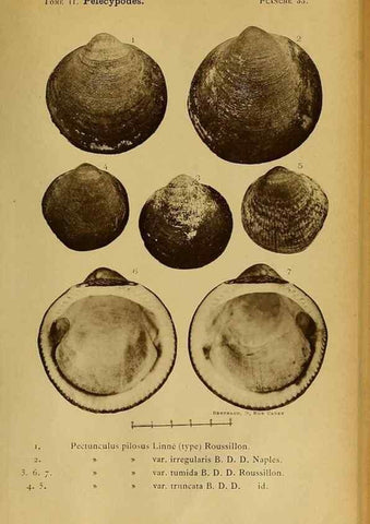Reproducción/Reproduction 49807271262: Les mollusques marins du Roussillon. Paris :J.-B. Baillière,[1882]-[1898]. 
