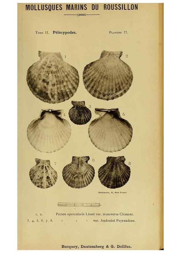 Reproducción/Reproduction 49807266427: Les mollusques marins du Roussillon. Paris :J.-B. Baillière,[1882]-[1898]. 