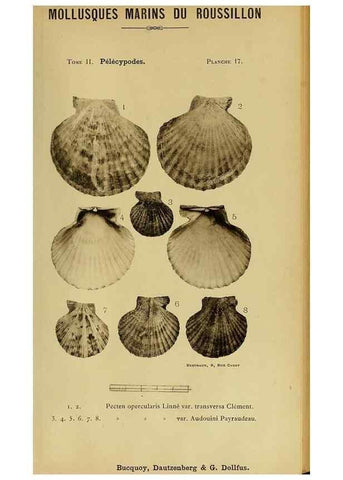 Reproducción/Reproduction 49807266427: Les mollusques marins du Roussillon. Paris :J.-B. Baillière,[1882]-[1898]. 