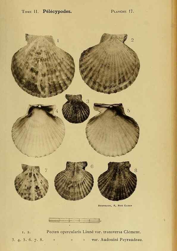 Reproducción/Reproduction 49807266427: Les mollusques marins du Roussillon. Paris :J.-B. Baillière,[1882]-[1898]. 