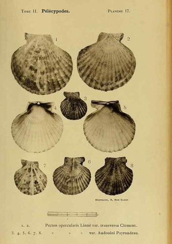 Reproducción/Reproduction 49807266427: Les mollusques marins du Roussillon. Paris :J.-B. Baillière,[1882]-[1898]. 