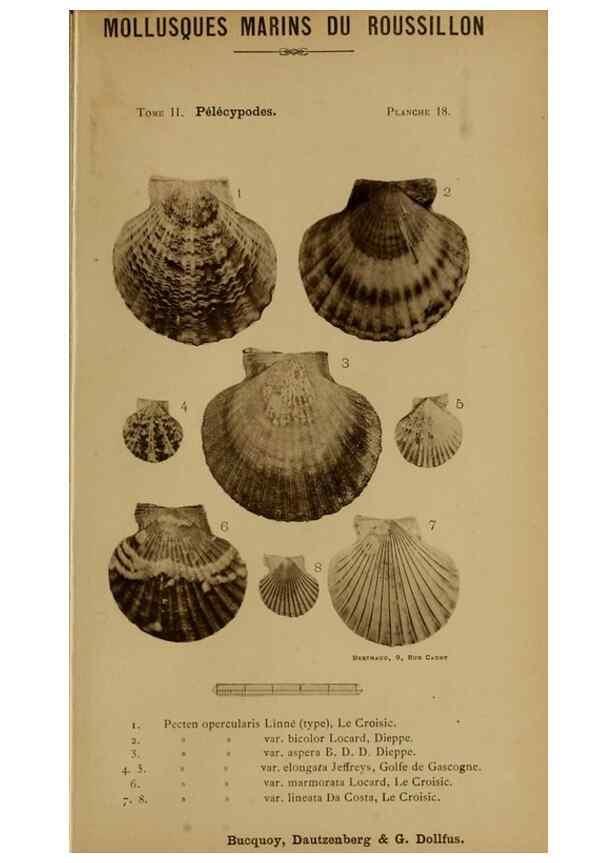Reproducción/Reproduction 49806956856: Les mollusques marins du Roussillon. Paris :J.-B. Baillière,[1882]-[1898]. 
