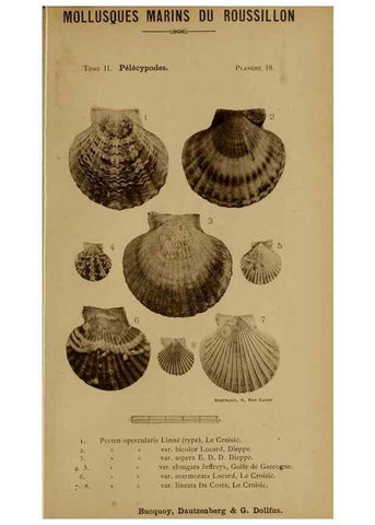 Reproducción/Reproduction 49806956856: Les mollusques marins du Roussillon. Paris :J.-B. Baillière,[1882]-[1898]. 