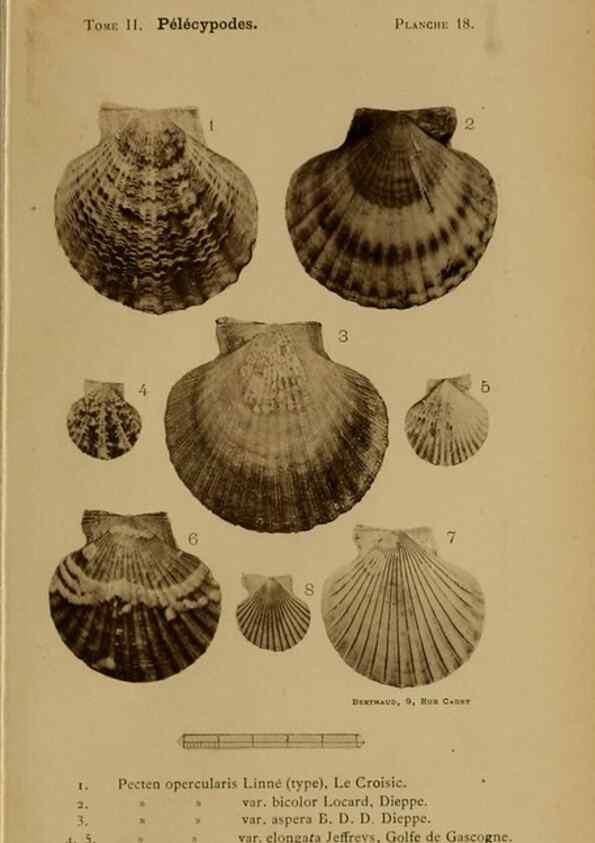 Reproducción/Reproduction 49806956856: Les mollusques marins du Roussillon. Paris :J.-B. Baillière,[1882]-[1898]. 