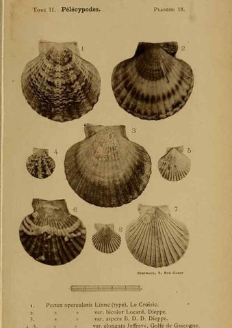 Reproducción/Reproduction 49806956856: Les mollusques marins du Roussillon. Paris :J.-B. Baillière,[1882]-[1898]. 