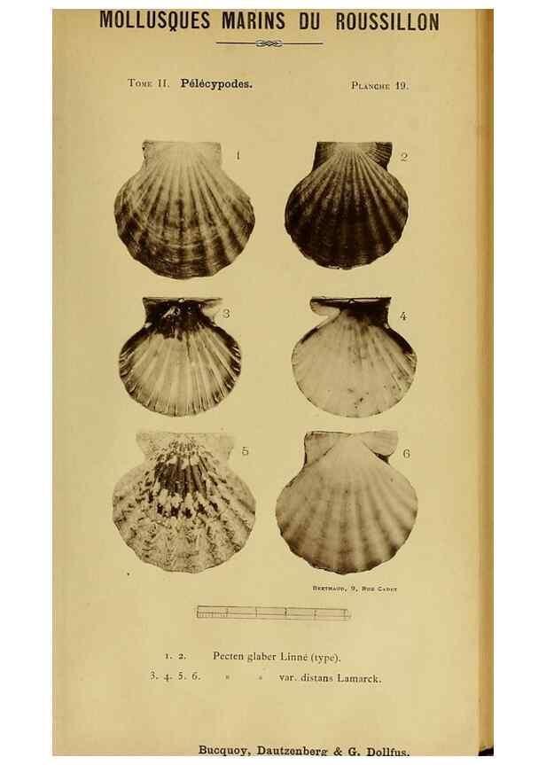 Reproducción/Reproduction 49806402123: Les mollusques marins du Roussillon. Paris :J.-B. Baillière,[1882]-[1898]. 