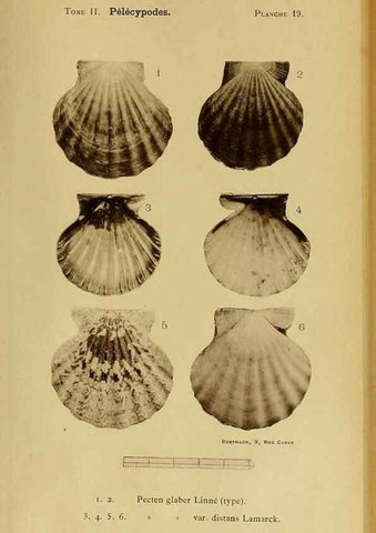 Reproducción/Reproduction 49806402123: Les mollusques marins du Roussillon. Paris :J.-B. Baillière,[1882]-[1898]. 