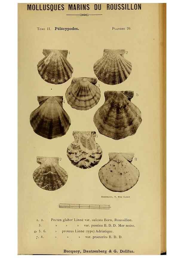 Reproducción/Reproduction 49806402478: Les mollusques marins du Roussillon. Paris :J.-B. Baillière,[1882]-[1898]. 