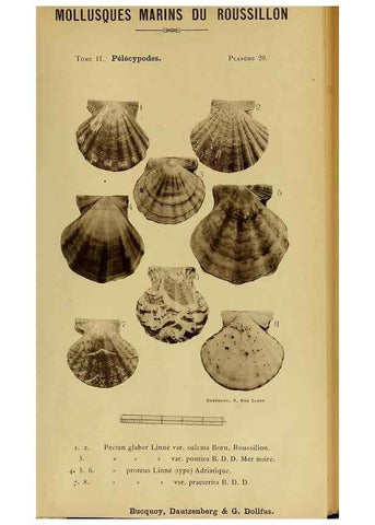 Reproducción/Reproduction 49806402478: Les mollusques marins du Roussillon. Paris :J.-B. Baillière,[1882]-[1898]. 