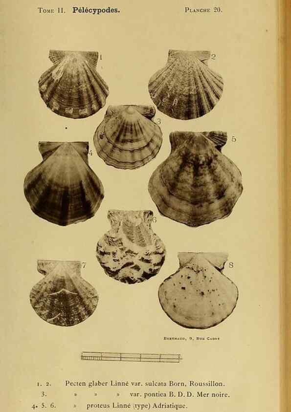 Reproducción/Reproduction 49806402478: Les mollusques marins du Roussillon. Paris :J.-B. Baillière,[1882]-[1898]. 