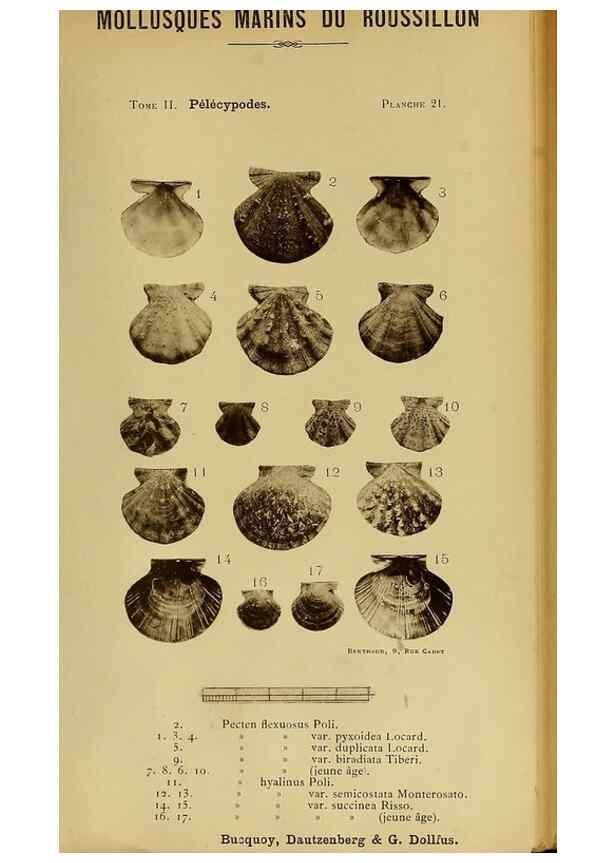 Reproducción/Reproduction 49807267787: Les mollusques marins du Roussillon. Paris :J.-B. Baillière,[1882]-[1898]. 