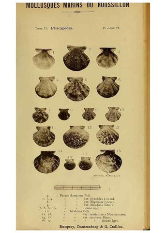 Reproducción/Reproduction 49807267787: Les mollusques marins du Roussillon. Paris :J.-B. Baillière,[1882]-[1898]. 