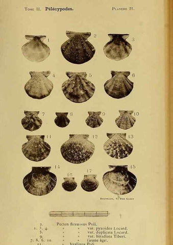 Reproducción/Reproduction 49807267787: Les mollusques marins du Roussillon. Paris :J.-B. Baillière,[1882]-[1898]. 