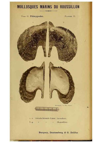 Reproducción/Reproduction 49807268137: Les mollusques marins du Roussillon. Paris :J.-B. Baillière,[1882]-[1898]. 