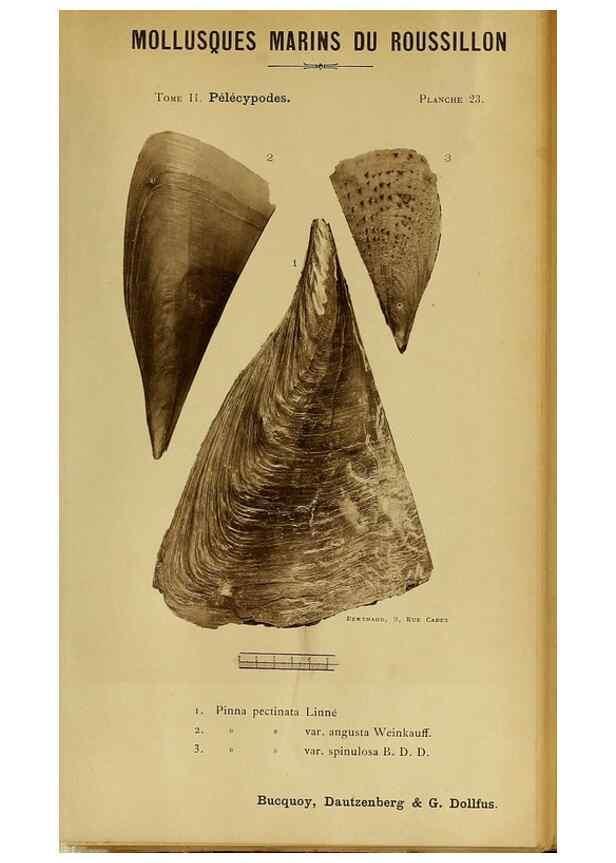 Reproducción/Reproduction 49806958441: Les mollusques marins du Roussillon. Paris :J.-B. Baillière,[1882]-[1898]. 