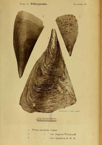 Reproducción/Reproduction 49806958441: Les mollusques marins du Roussillon. Paris :J.-B. Baillière,[1882]-[1898]. 