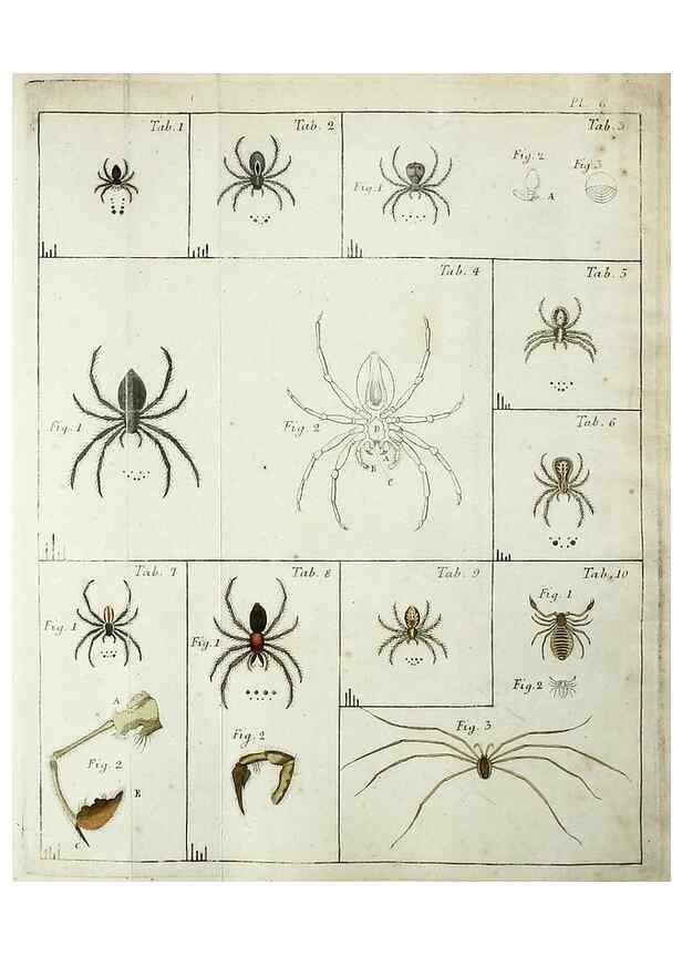 Reproducción/Reproduction 49806409893: Svenska spindlar. Stockholmiae :Literis Laur. Salvii,MDCCLVII [1757]. 