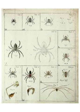 Reproducción/Reproduction 49806409893: Svenska spindlar. Stockholmiae :Literis Laur. Salvii,MDCCLVII [1757]. 