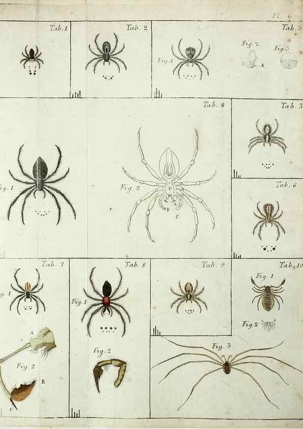Reproducción/Reproduction 49806409893: Svenska spindlar. Stockholmiae :Literis Laur. Salvii,MDCCLVII [1757]. 