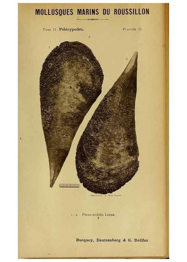 Reproducción/Reproduction 49806958736: Les mollusques marins du Roussillon. Paris :J.-B. Baillière,[1882]-[1898]. 