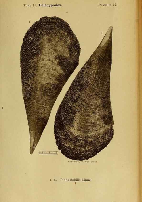 Reproducción/Reproduction 49806958736: Les mollusques marins du Roussillon. Paris :J.-B. Baillière,[1882]-[1898]. 