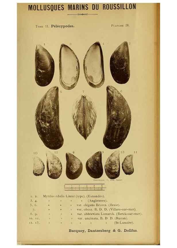 Reproducción/Reproduction 49806404518: Les mollusques marins du Roussillon. Paris :J.-B. Baillière,[1882]-[1898]. 