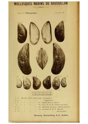 Reproducción/Reproduction 49806404518: Les mollusques marins du Roussillon. Paris :J.-B. Baillière,[1882]-[1898]. 