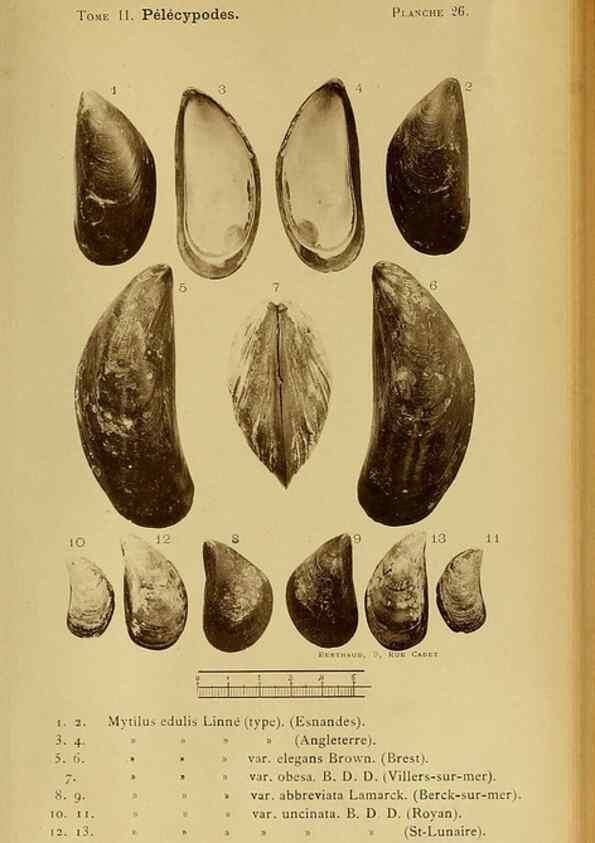 Reproducción/Reproduction 49806404518: Les mollusques marins du Roussillon. Paris :J.-B. Baillière,[1882]-[1898]. 