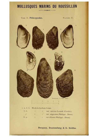 Reproducción/Reproduction 49806959846: Les mollusques marins du Roussillon. Paris :J.-B. Baillière,[1882]-[1898]. 