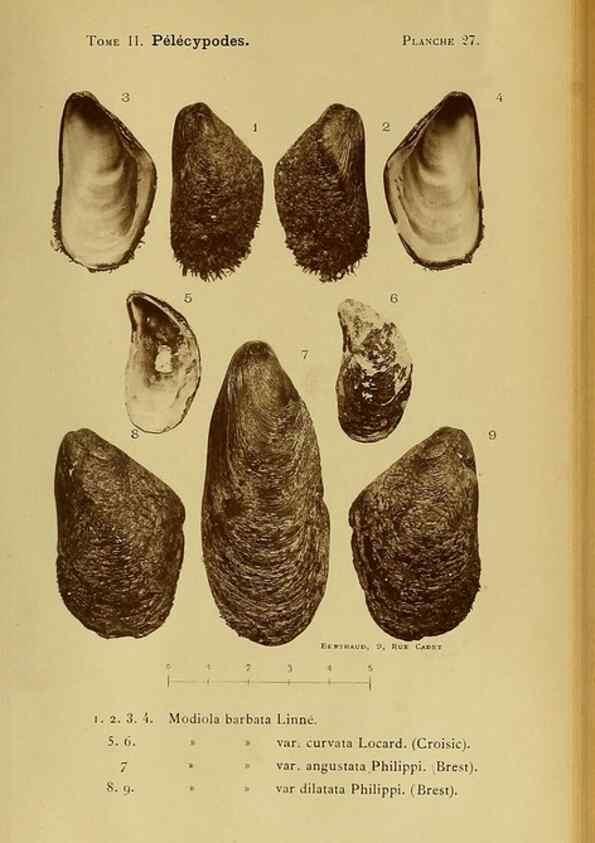 Reproducción/Reproduction 49806959846: Les mollusques marins du Roussillon. Paris :J.-B. Baillière,[1882]-[1898]. 