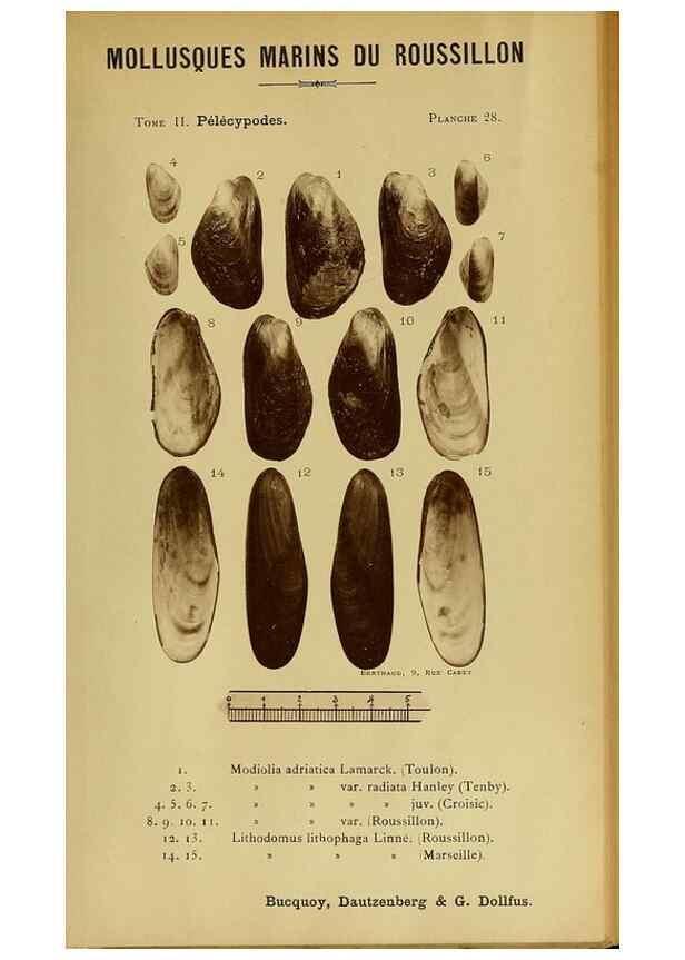 Reproducción/Reproduction 49807269837: Les mollusques marins du Roussillon. Paris :J.-B. Baillière,[1882]-[1898]. 