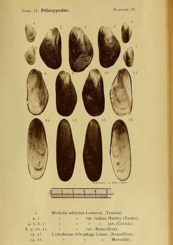 Reproducción/Reproduction 49807269837: Les mollusques marins du Roussillon. Paris :J.-B. Baillière,[1882]-[1898]. 