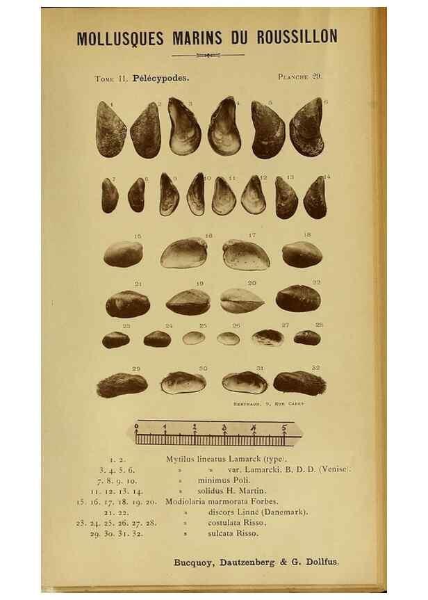 Reproducción/Reproduction 49806405543: Les mollusques marins du Roussillon. Paris :J.-B. Baillière,[1882]-[1898]. 