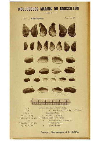 Reproducción/Reproduction 49806405543: Les mollusques marins du Roussillon. Paris :J.-B. Baillière,[1882]-[1898]. 