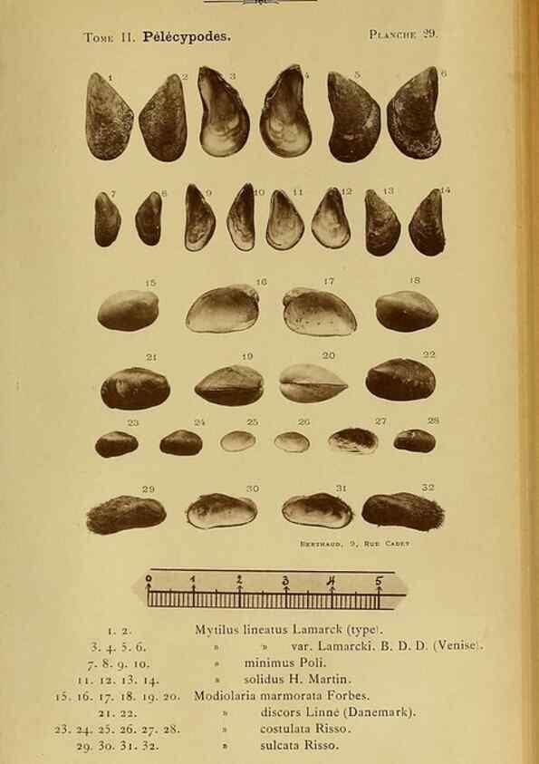 Reproducción/Reproduction 49806405543: Les mollusques marins du Roussillon. Paris :J.-B. Baillière,[1882]-[1898]. 