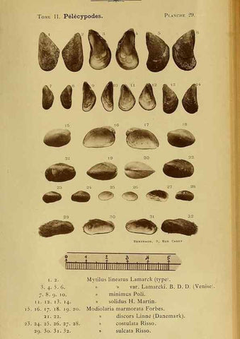 Reproducción/Reproduction 49806405543: Les mollusques marins du Roussillon. Paris :J.-B. Baillière,[1882]-[1898]. 