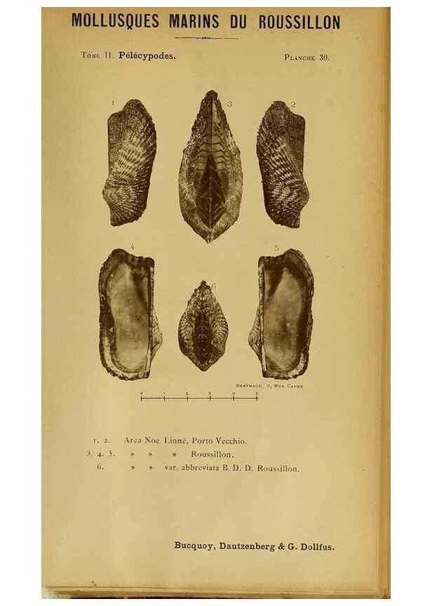 Reproducción/Reproduction 49806960716: Les mollusques marins du Roussillon. Paris :J.-B. Baillière,[1882]-[1898]. 