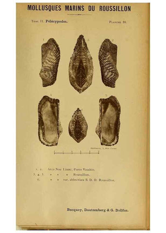 Reproducción/Reproduction 49806960716: Les mollusques marins du Roussillon. Paris :J.-B. Baillière,[1882]-[1898]. 