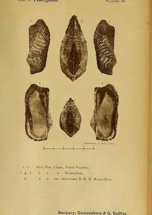 Reproducción/Reproduction 49806960716: Les mollusques marins du Roussillon. Paris :J.-B. Baillière,[1882]-[1898]. 