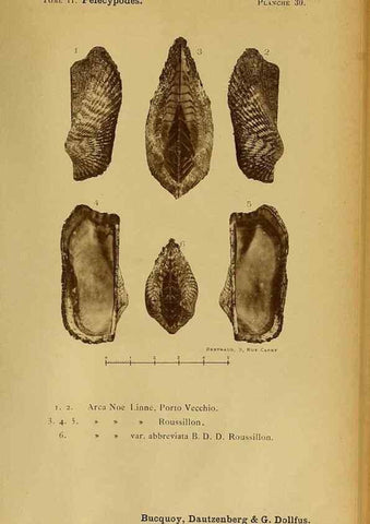 Reproducción/Reproduction 49806960716: Les mollusques marins du Roussillon. Paris :J.-B. Baillière,[1882]-[1898]. 