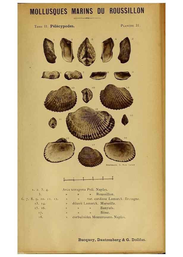 Reproducción/Reproduction 49806406128: Les mollusques marins du Roussillon. Paris :J.-B. Baillière,[1882]-[1898]. 